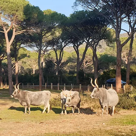 Poggiolivi