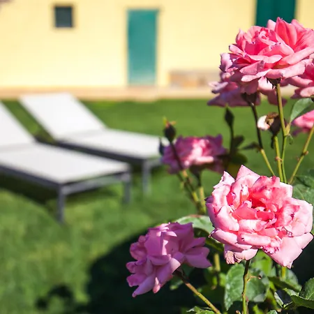 Poggiolivi